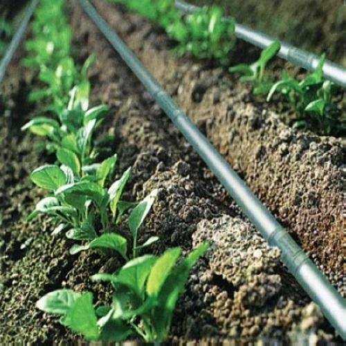 agricultural-drip-irrigation-system-475