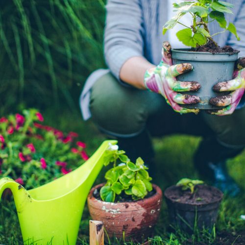 proud-gardener-royalty-free-image-539829042-1555499812